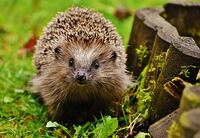 hedgehog-child-1759027__3401