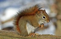 red-squirrel-570936__3401